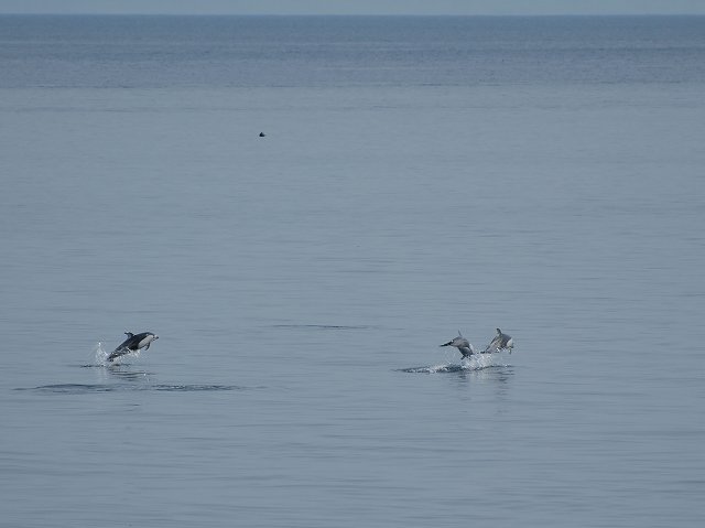 イルカ・フォトギャラリー 平成19年6月1日：すりぶるさん撮影・提供