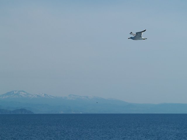 イルカ・フォトギャラリー 平成19年6月1日：すりぶるさん撮影・提供