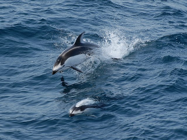 イルカ・フォトギャラリー 平成19年6月1日：すりぶるさん撮影・提供