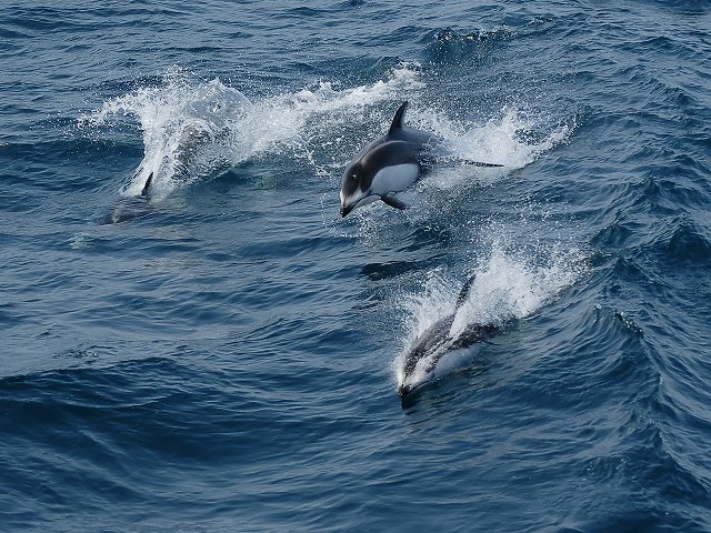 イルカ・フォトギャラリー 平成19年6月1日：すりぶるさん撮影・提供