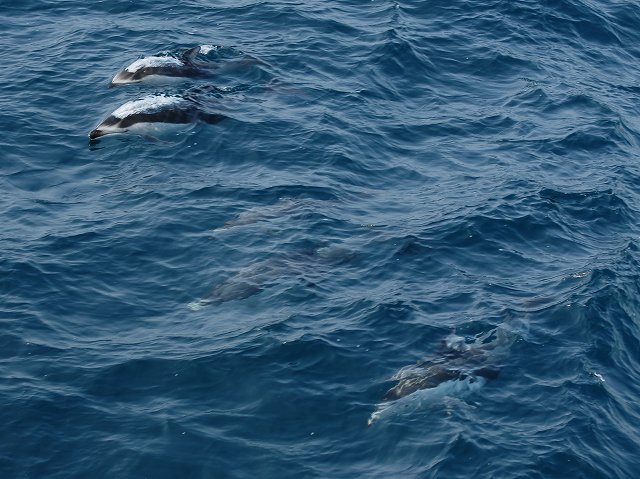 イルカ・フォトギャラリー 平成19年6月1日：すりぶるさん撮影・提供