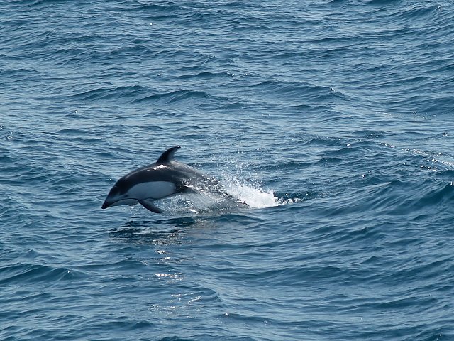 イルカ・フォトギャラリー 平成19年6月1日：すりぶるさん撮影・提供