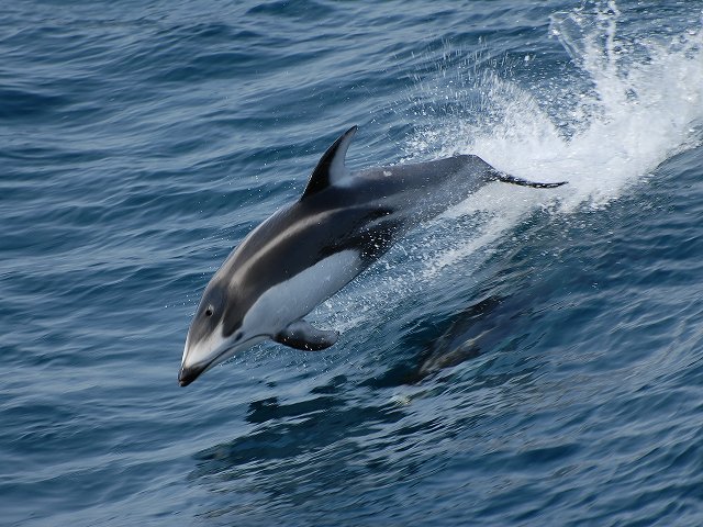 イルカ・フォトギャラリー 平成19年6月1日：すりぶるさん撮影・提供